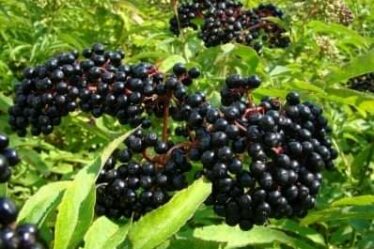 Elderberry